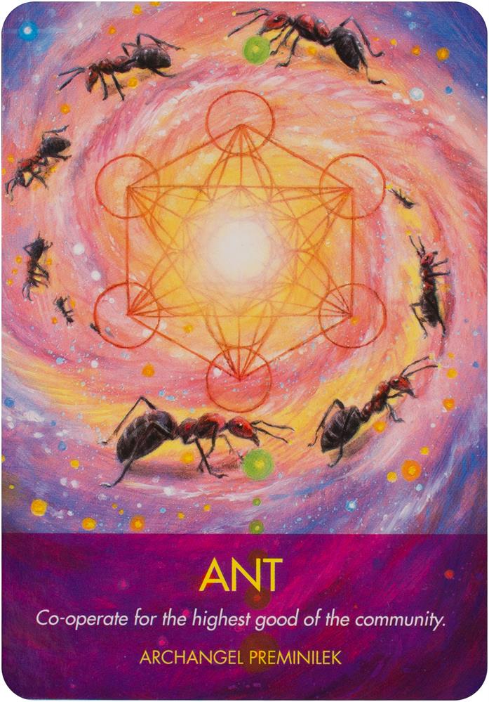 Tarotshop - Archangel Animal Oracle Cards